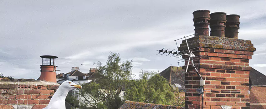 Chimney Cleaning And Restoration in Highland Village, Texas